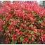 Photinia fraseri 'Camilvy' - Korallberkenye