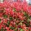 Photinia 'Red Select' - Korallberkenye