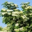 Sambucus nigra 'Sampo' - Bodza