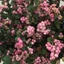 Symphoricarpos 'Pink Pearl' – Hóbogyó