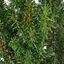 Taxus baccata 'Overeynderi' – Tiszafa