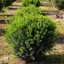 Taxus media 'Groenland' - Tiszafa