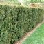 Taxus x media 'Hillii' - Tiszafa