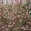 Viburnum x bodnantense - Kikeleti bangita