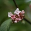 Viburnum x bodnantense 'Dawn' - Kikeleti bangita
