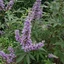 Vitex agnus-castus 'Latifolia' – Illatos barátcserje