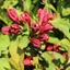 Weigela 'Cherry Love'® – Rózsalonc
