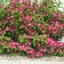Weigela 'Rumba' – Rózsalonc