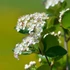 Aronia arbutifolia 'Brilliant' - Berkenye