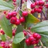 Aronia arbutifolia 'Brilliant' - Berkenye