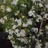 Aronia melanocarpa 'Hugin' - Fekete berkenye