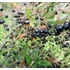 Aronia melanocarpa 'Hugin' - Fekete berkenye
