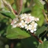 Aronia prunifolia 'Nero' - Fekete berkenye