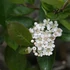 Aronia prunifolia 'Nero' - Fekete berkenye