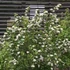 Aronia prunifolia 'Viking' - Fekete berkenye