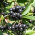 Aronia prunifolia 'Viking' - Fekete berkenye