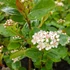 Aronia prunifolia 'Viking' - Fekete berkenye