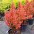 Berberis thunbergii 'Orange Sunrise'® – Japán borbolya