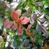 Berberis x media 'Red Jewel' – Vörös borbolya