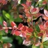 Berberis x media 'Red Jewel' – Vörös borbolya