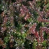 Berberis x media 'Red Jewel' – Vörös borbolya