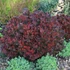 Berberis thunbergii 'Bagatelle' - Japán vérborbolya