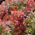 Berberis thunbergii 'Bagatelle' - Japán vérborbolya