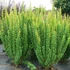 Berberis thunbergii 'Erecta' - Japán borbolya