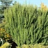 Berberis thunbergii 'Erecta' - Japán borbolya