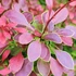 Berberis thunbergii 'Golden Ring' - Japán borbolya