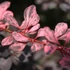 Berberis thunbergii 'Harlequin' - Japán borbolya