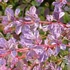 Berberis thunbergii 'Harlequin' - Japán borbolya