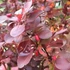 Berberis thunbergii 'Red Pillar' - Japán borbolya