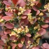 Berberis thunbergii 'Red Pillar' - Japán borbolya