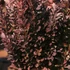 Berberis thunbergii 'Red Rocket' - Japán borbolya
