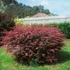 Berberis thunbergii 'Rose Glow' - Japán borbolya
