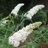 Buddleia davidii 'White Profusion' - Nyáriorgona