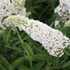 Buddleia davidii 'White Profusion' - Nyáriorgona