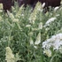Buddleia davidii 'White Profusion' - Nyáriorgona