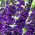 Buddleia davidii 'Black Knight' - Nyáriorgona