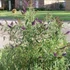 Buddleia davidii 'Black Knight' - Nyáriorgona