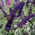Buddleia davidii 'Black Knight' - Nyáriorgona