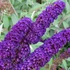 Buddleia davidii 'Black Knight' - Nyáriorgona