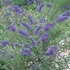 Buddleia davidii 'Nanho Blue' - Nyáriorgona