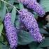 Buddleia davidii 'Nanho Blue' - Nyáriorgona