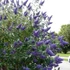 Buddleia davidii 'Nanho Blue' - Nyáriorgona