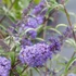 Buddleia davidii 'Nanho Blue' - Nyáriorgona