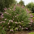 Buddleia davidii 'Pink Delight' - Nyáriorgona