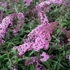 Buddleia davidii 'Pink Delight' - Nyáriorgona
