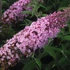 Buddleia davidii 'Pink Delight' - Nyáriorgona